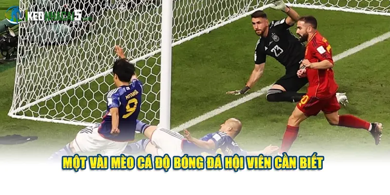 Một vài mèo cá độ bóng đá hội viên cần biết